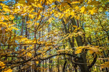 Sonbahar meşe ağacında