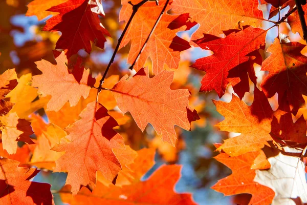 Eiken Boom Herfst — Stockfoto