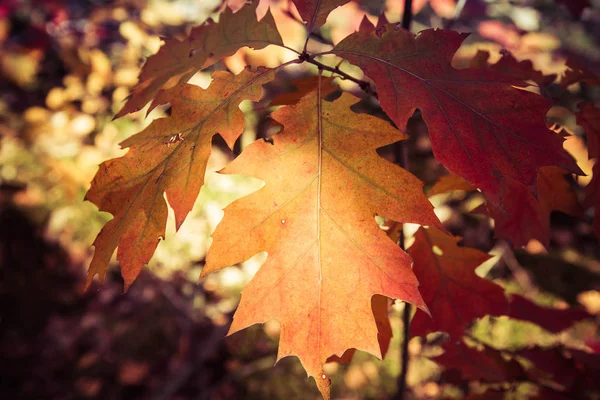 Eiken Boom Herfst — Stockfoto