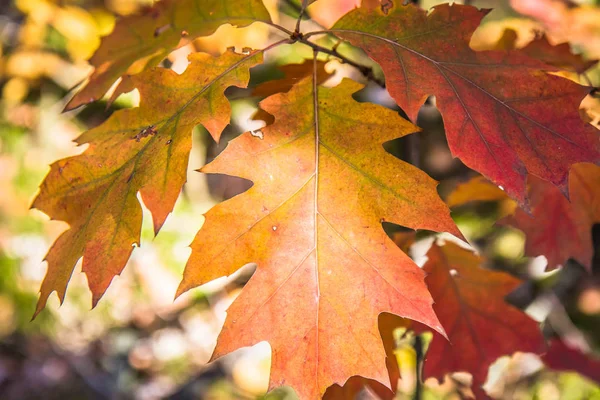 秋に樫の木 — ストック写真
