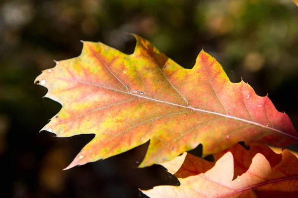 Oak Tree Autumn — Stock Photo, Image