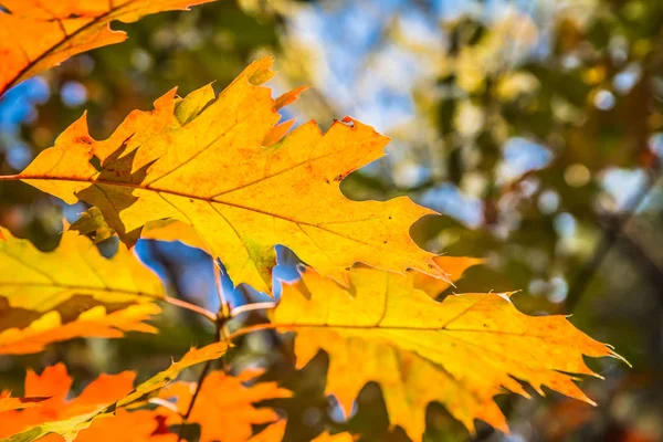 秋天的橡树 — 图库照片