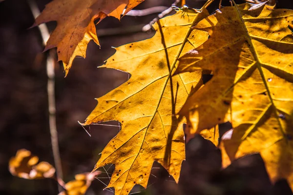 Eiken Boom Herfst — Stockfoto