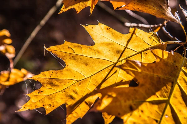 Eiken Boom Herfst — Stockfoto