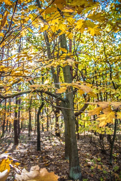 Roble Otoño — Foto de Stock