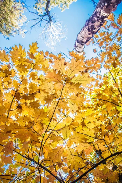 Oak Tree Autumn — Stock Photo, Image