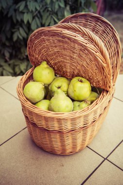 Sepet ayva meyvesi dolu