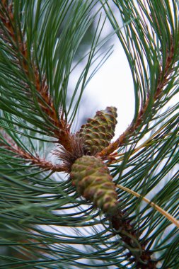 Bazı koniler dal ile siyah çam ağacı