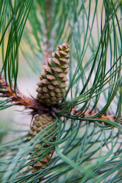 Zwarte Den Boom Met Enkele Kegels Een Tak — Stockfoto