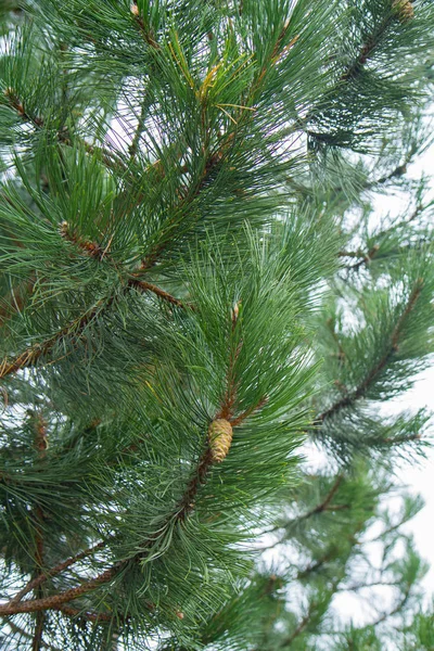 The black pine tree with some cones on a branch
