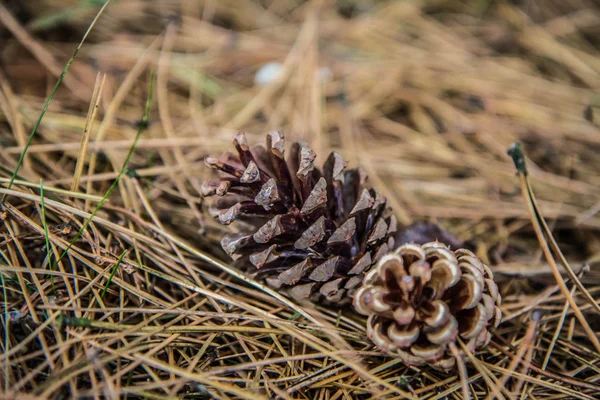 Cones Pinheiro Caíram Uma Árvore Chão — Fotografia de Stock