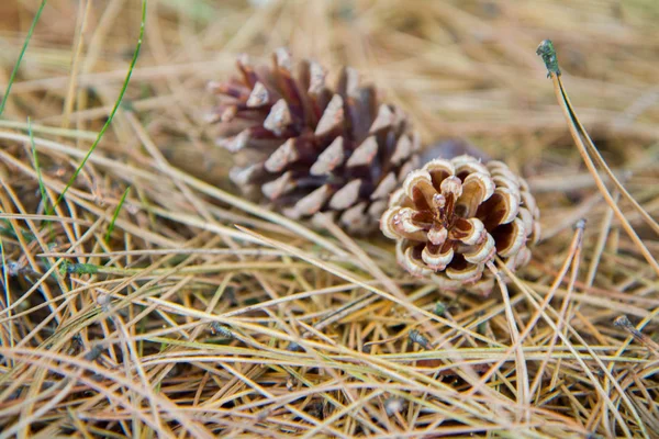 Cones Pinheiro Caíram Uma Árvore Chão — Fotografia de Stock