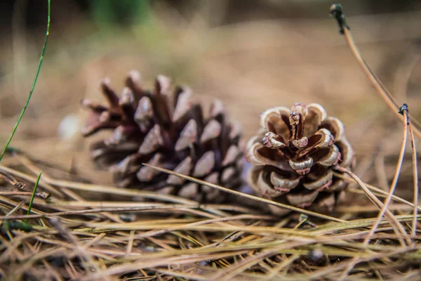 Cones Pinheiro Caíram Uma Árvore Chão — Fotografia de Stock