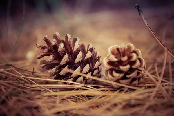 The pine tree cones fallen from a tree on the ground