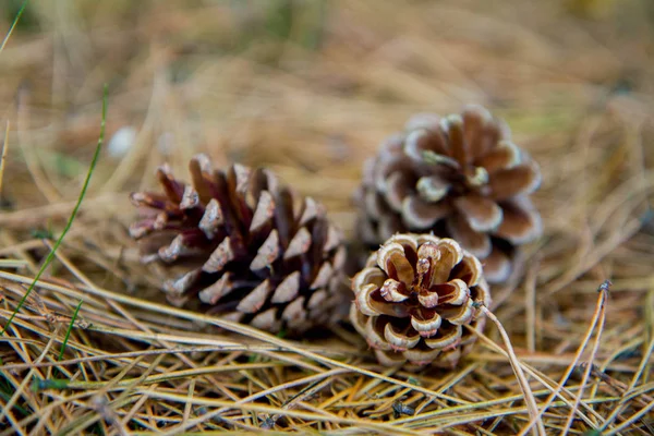 Pine Tree Cones Fallen Tree Ground — Stock Photo, Image