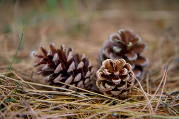 Pine Tree Cones Fallen Tree Ground — Stock Photo, Image