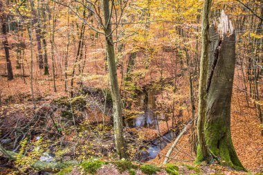 Sonbahar Kayın ormanında bir dere