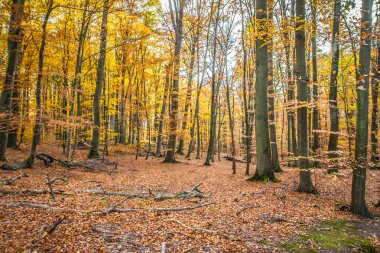 Sonbaharda kayın ormanı