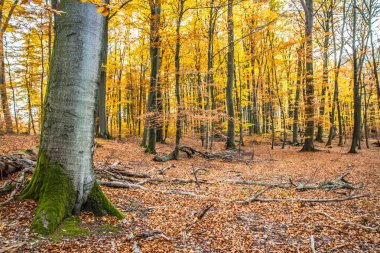 Sonbaharda kayın ormanı