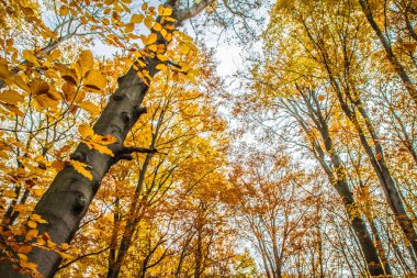 Sonbaharda kayın ormanı