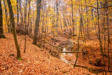 Sonbahar Kayın ormanında bir dere