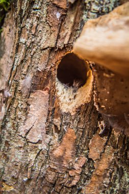 Kuşlar tarafından yapılan bir ağaç içi boş yakınındaki bir kayın ağacı üzerinde büyüyen ölümü