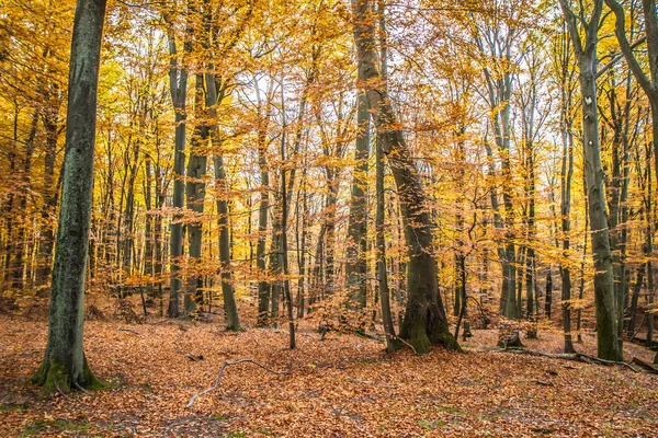 Bosque Haya Otoño — Foto de Stock