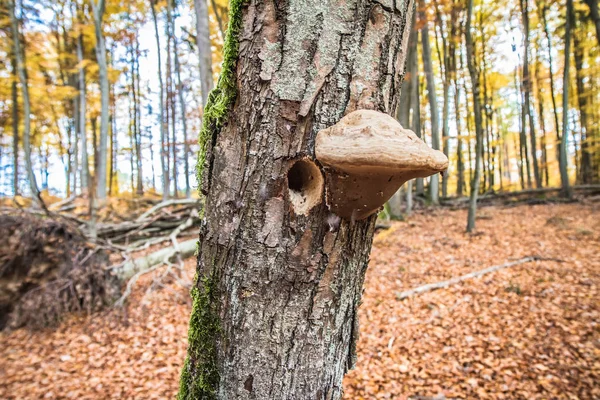 Polypore Poussant Sur Hêtre Près Arbre Creux Fabriqué Par Des — Photo