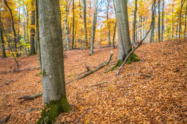 Sonbaharda kayın ormanı