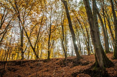 Kayın ormanında sonbahar - gökyüzü yukarı doğru görünümü