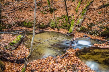 Sonbahar - uzun pozlama Kayın ormanında bir dere