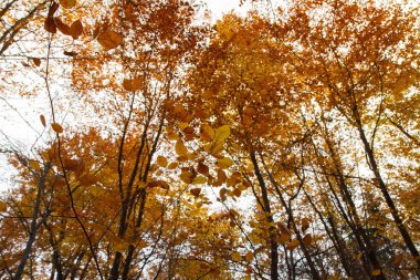 Kayın ormanında sonbahar - gökyüzü yukarı doğru görünümü