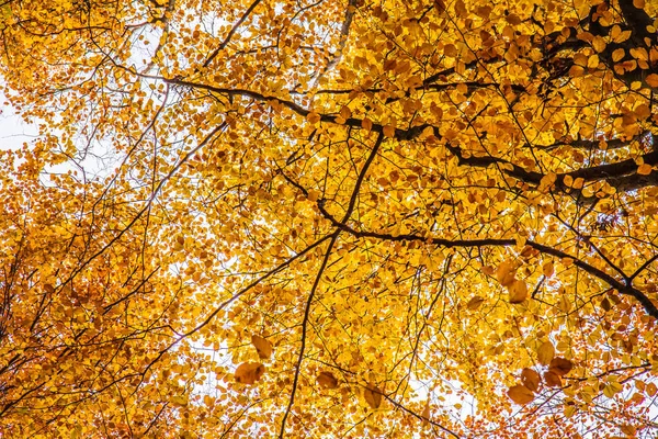 Буковые Леса Осенью Вид Сверху Небо — стоковое фото