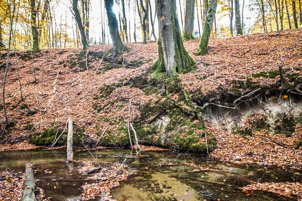 Ruisseau Dans Une Forêt Hêtres Automne — Photo