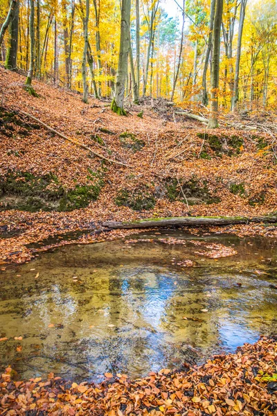 Ruisseau Dans Une Forêt Hêtres Automne — Photo