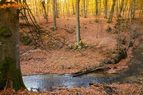 Ruisseau Dans Une Forêt Hêtres Automne — Photo