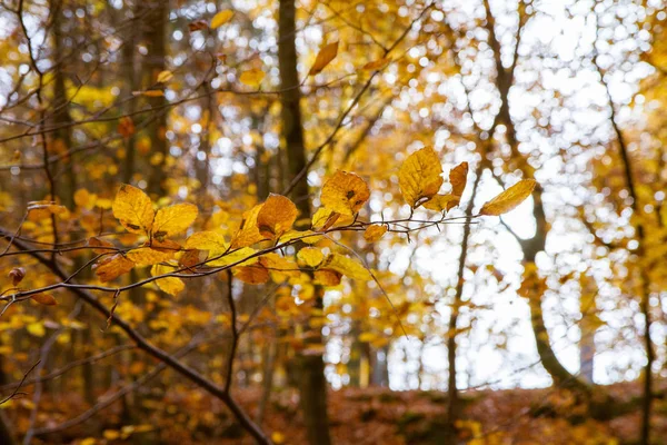 Buchenwald Herbst Blick Gen Himmel — Stockfoto