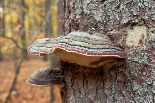 Barevné Polypore Roste Stromě Buk — Stock fotografie