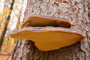 Renkli ölümü bir kayın ağacı büyüyen