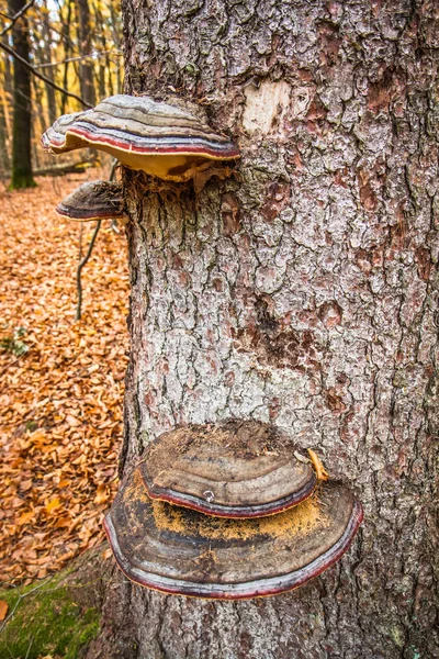 Barevné Polypore Roste Stromě Buk — Stock fotografie
