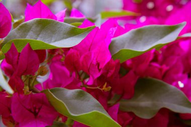 Çiçek açmış begonviller bitki