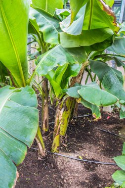 Musa paradisiaca bitki yeşil yaprakları ile