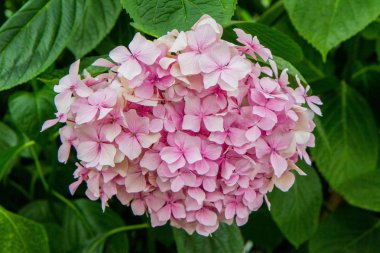 Pembe HORTENSIA çiçek, çiçek açan yakın çekim