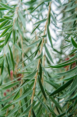 Melaleuca citrina (ortak kırmızı)