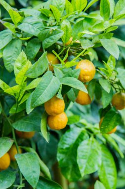 Narenciye meyve ağacı - Mandarin üzerinde