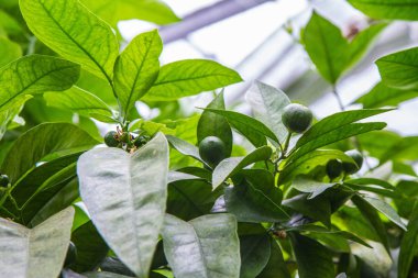 Bir ağaç üzerinde büyüyen olgunlaşmamış turuncu meyve