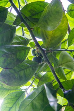 Bir ağaç üzerinde büyüyen olgunlaşmamış turuncu meyve