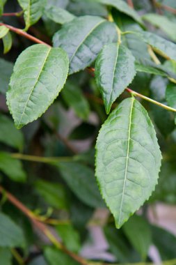 Thea sinensis (çay çiçeği) çalı yakın çekim