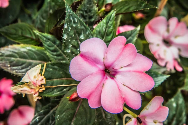 Pianta Succulenta Fiori Fiore — Foto Stock