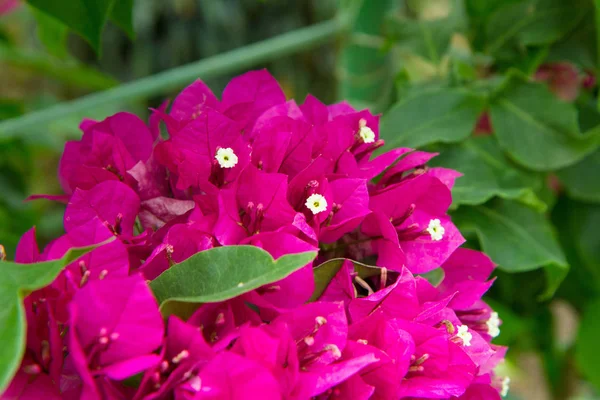 Plante Bougainvillea Fleurissant — Photo